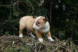 BULL TERRIER MINIATURE 244